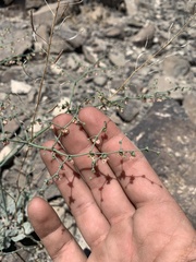 Eriogonum hookeri
