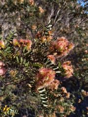 Zuccagnia punctata