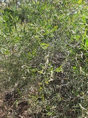 Acacia aspera