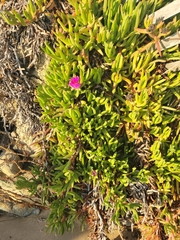 Carpobrotus chilensis