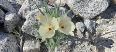 Mohavea confertiflora