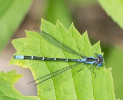 Chromagrion conditum