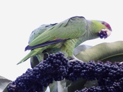 Amazona finschi