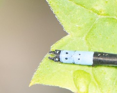 Chromagrion conditum