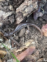 Aneides lugubris