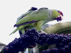 Amazona finschi