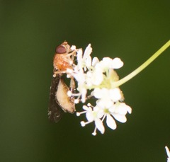Sphegina