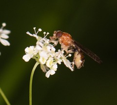 Sphegina