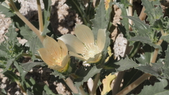 Mentzelia involucrata
