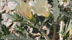 Mentzelia involucrata