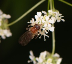 Sphegina