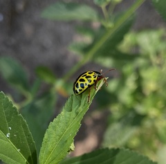 Calligrapha polyspila