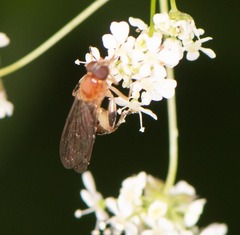 Sphegina
