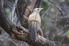 Turdus leucomelas