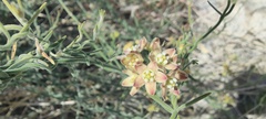 Funastrum hirtellum