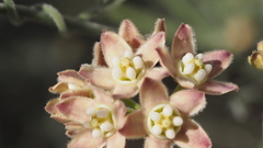 Funastrum hirtellum