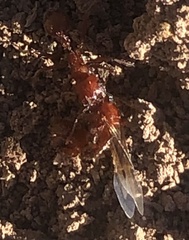 Pogonomyrmex