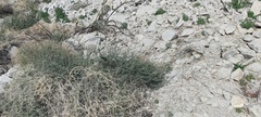 Funastrum hirtellum