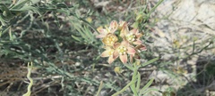 Funastrum hirtellum
