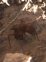 Pogonomyrmex