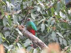 Pharomachrus auriceps