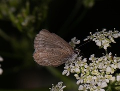 Celastrina