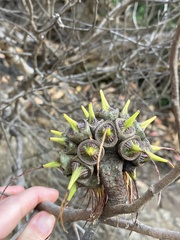 Eucalyptus lehmannii