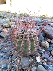 Echinopsis leucantha