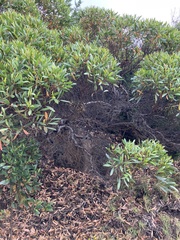 Eucalyptus lehmannii