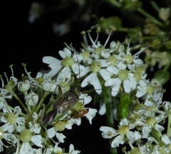 Closterotomus trivialis