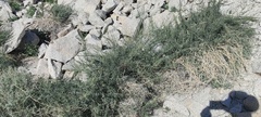 Funastrum hirtellum