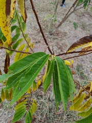 Annona reticulata