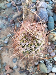 Echinopsis leucantha