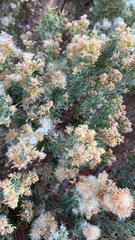 Ericameria laricifolia