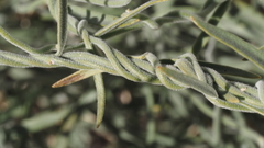 Funastrum hirtellum
