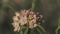 Funastrum hirtellum