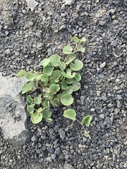 Dichondra repens