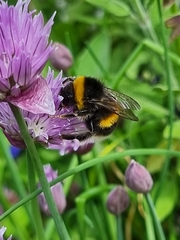 Bombus terrestris audax