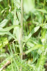 Lasioptera solidaginis