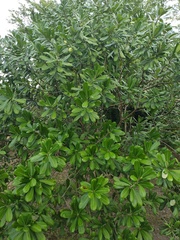 Cascabela ovata