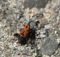 Rhodobaenus quinquepunctatus