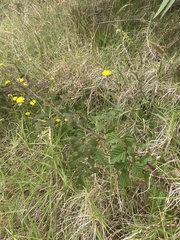 Rubus pinnatus