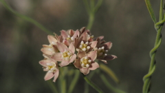 Funastrum hirtellum