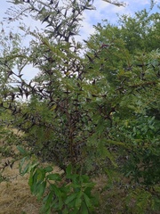 Vachellia hindsii