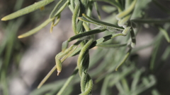 Funastrum hirtellum