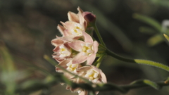 Funastrum hirtellum