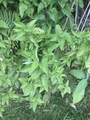 Austroeupatorium inulifolium