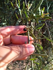 Ligaria cuneifolia