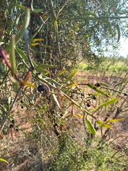 Ligaria cuneifolia