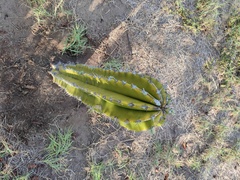 Pachycereus pecten-aboriginum